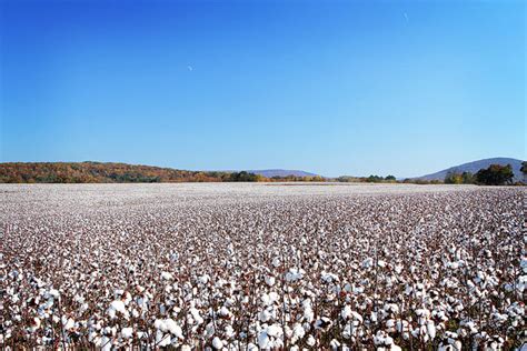 Alabama Cotton Fields | Visit Alabama During Fall To See Cotton Plants