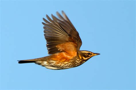 Redwing and rarer relatives photo ID guide - BirdGuides