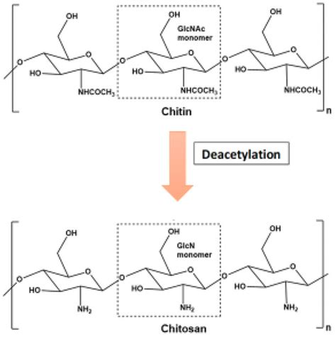 Chitosan An Autocidal Molecule Of Plant Pathogenic Fungus