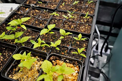 Hot Pepper Seedlings