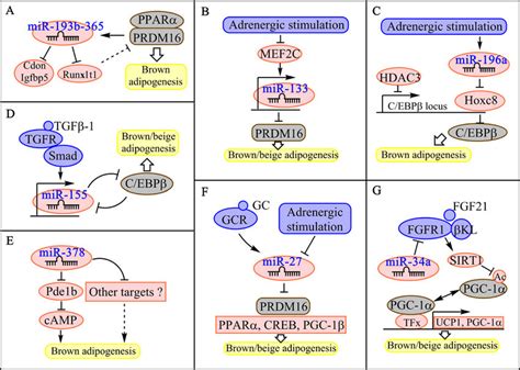 Key MiRNA Regulatory Networks In Brown Beige Adipogenesis A Under The