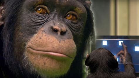 Chimp Vs Human Memory Test Bbc Earth Youtube