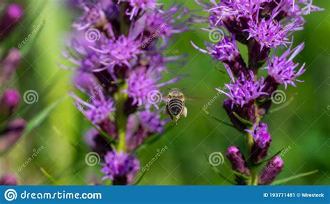 Tir De Focalisation S Lectif D Un Drone Sur L Usine Purple Liatris