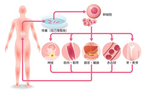 幹細胞とは 一般財団法人 日本再生医療協会