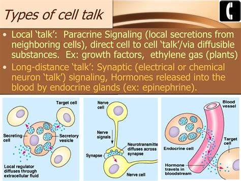 Ppt Chapter Cell Communication Powerpoint Presentation Free