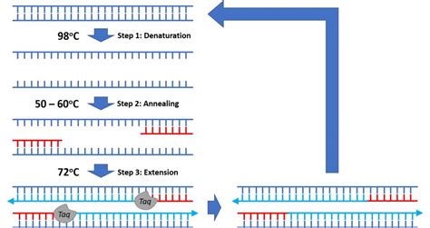 Components Of Polymerase Chain Reaction Overall Science