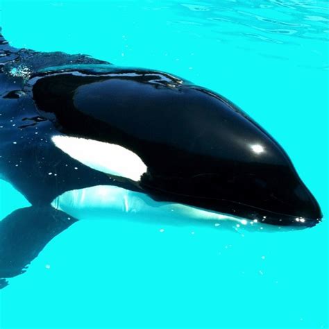 1000+ images about Killer Whales and Orca Whales on Pinterest | San diego, Arctic animals and ...