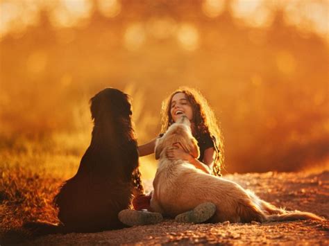 Todo Lo Que Necesitas Saber Para Tener Un Perro En Suiza