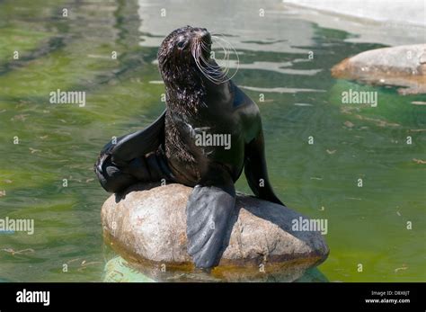 Northern Fur Seal Or Sea Cat Latin Callorhinus Ursinus Pinniped