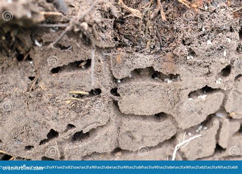 A Cross Section Of The Ant Hill Shows The Moves The Way Ants Move With