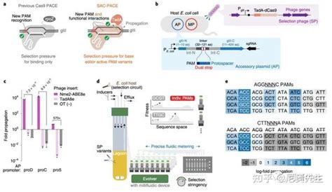 Nbt 重磅！david R Liu进化出紧凑的可识别单嘧啶pam的cas9变体 知乎