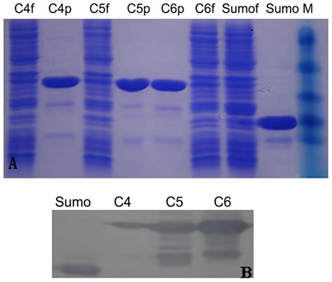 Analysis Of Purified The Three Sdab Proteins By Sds Page Lane Sdab F