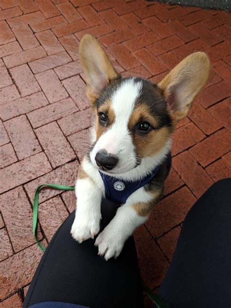 The Beg From Jax Corgi Corgi Owner Cute Dogs