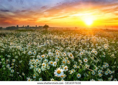 Field Of Daisies At Sunset