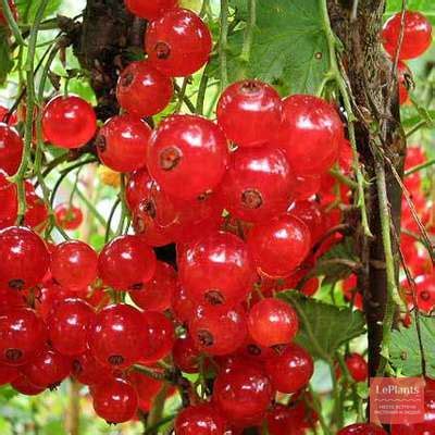 Смородина черная 'Багира' — описание сорта, характеристики | на LePlants.ru