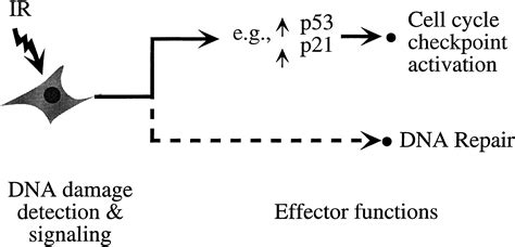 The Mammalian Mre Rad Nbs Protein Complex Integration Of