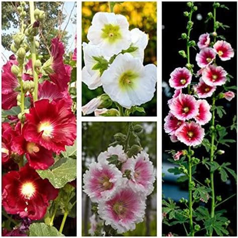 Stockrosen Samen Winterhart Mehrjährig Pflanzen Blumen Samen Exotische