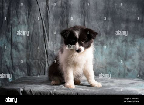 Border Collie Puppy 11 Weeks Old Sitting In Studio Stock Photo Alamy