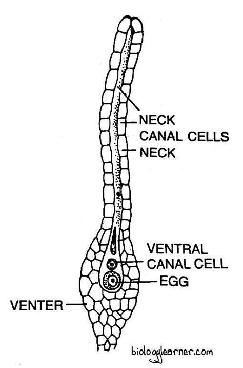 Funaria: Distribution, Structure, Reproduction