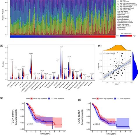 Chemokine Cc Motif Ligand Ccl Promoted T Cell Infiltration As