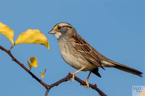 Warblers and Sparrows – Birds in My Viewfinder