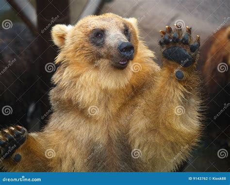 Brown Bear In Zoo Stock Photo Image Of Baby Cool Bear 9143762