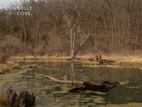 Europe's Bog Bodies: Exploring Iron Age's Mysteries - ConnollyCove