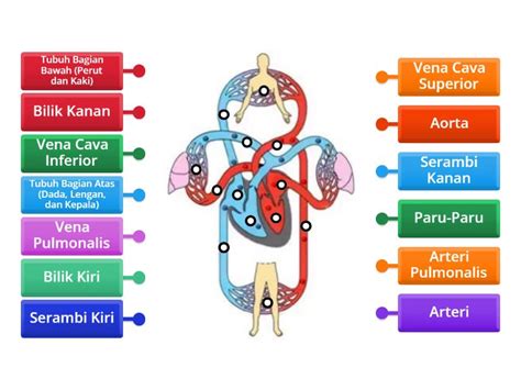 Sirkulasi Darah Labelled Diagram