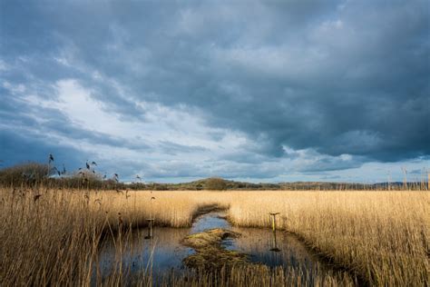 Marsh Wetland Royalty Free Photo