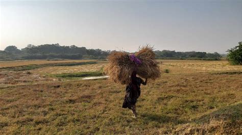 दलालों के दलदल में फंसा है लैम्पस Msp पर धान कैसे बेच सकेंगे झारखंड के