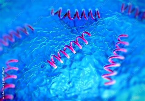 Treponema pallidum bacteria Stock Illustration | Adobe Stock