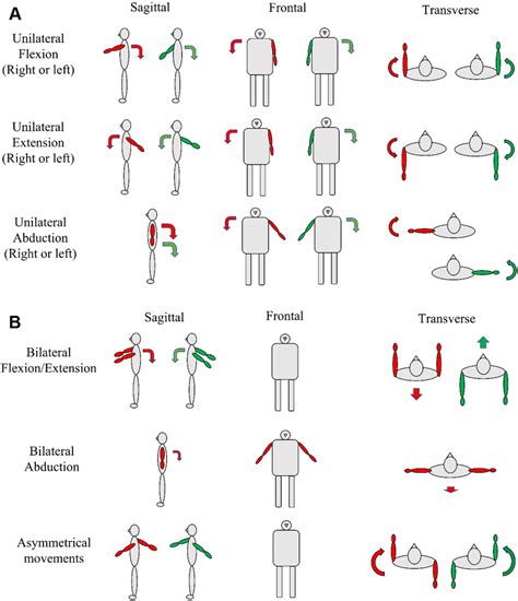 Eleven types of shoulder movements and expected trunk motions ...