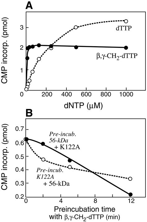 Interaction Of Adjacent Primase Domains Within The Hexameric Gene 4 Helicase Primase Of