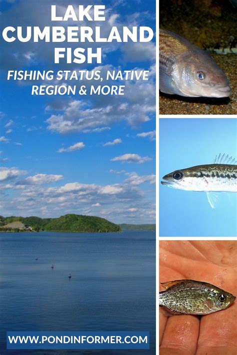 List Of Fish Species In Lake Cumberland Updated Artofit