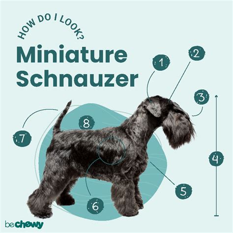 Miniature Schnauzer Characteristics Care And Photos Bechewy