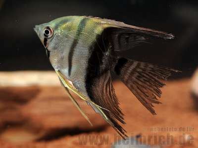 Skalar spec Blaue Lagune med 2 Stück Pterophyllum spec Skalare