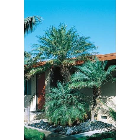 26 Gallon In Pot Pygmy Date Palm L7542 At