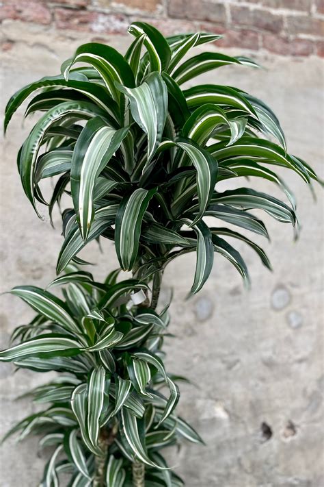 Dracaena Fragrans Jade Jewel 10 Sprout Home