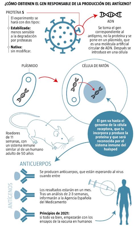 El CSIC A Un Paso De Probar Una De Sus Vacunas En Humanos A Principios