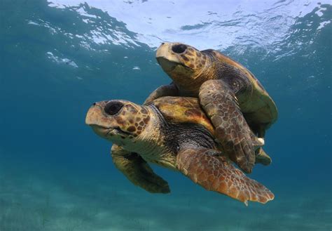 Warming Temperatures Threaten Sea Turtles