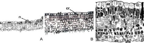 Photomicrographs From Cross Sections Of Leaf Blades From Tree Species Download Scientific