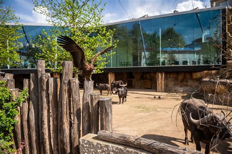 Nuevo Aviario Y Restaurante En El Zoológico De Amberes Por Studio