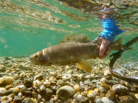 podcast return   grayling  nicole watson orvis news