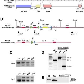 Kif B Regulates Myelin Thickness In Schwann Cells A Ultrastructural