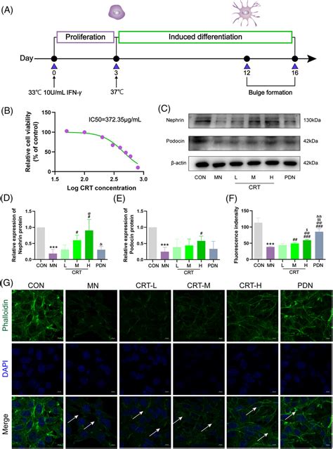 Computational Repurposing And Preclinical Validation Of Colquhounia Root Tablets For Membranous