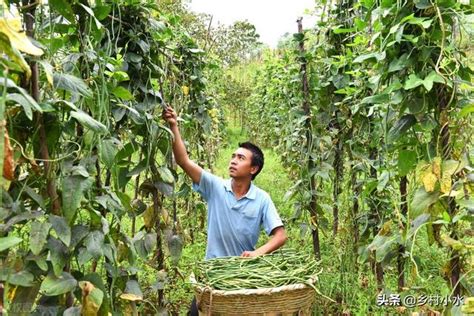 豆角喜歡什麼肥料？掌握需肥規律科學施肥，豆角結莢多、產量高 每日頭條