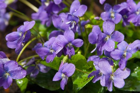 Violetta Significato E Simbologia Del Fiore Ohga