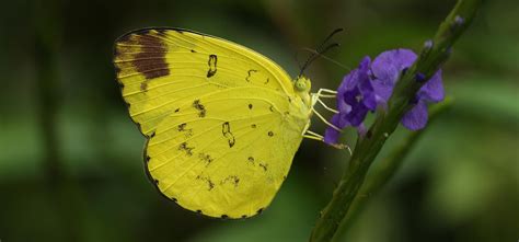 Three Spot Grass Yellow Butterfly | Eurema blanda | Butterflies of Sri ...