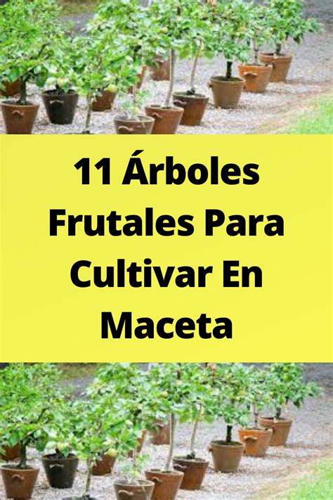 11 Árboles Frutales Para Cultivar En Maceta Jardín de árboles