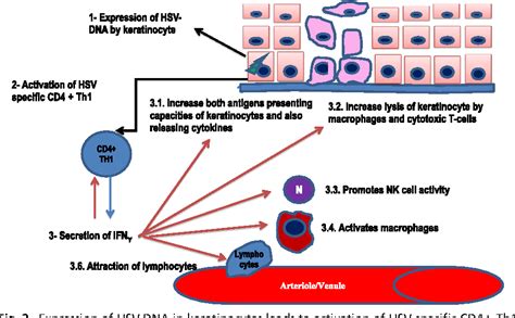 Erythema Multiforme Differential